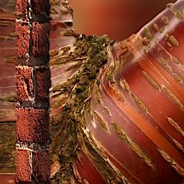 seemingly disparate xylem and phloem