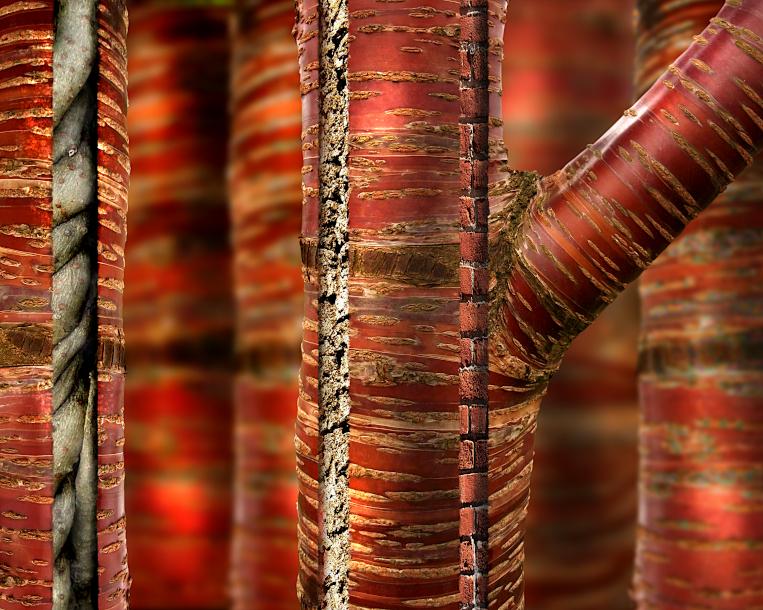 photomontage seemingly disparate xylem and phloem