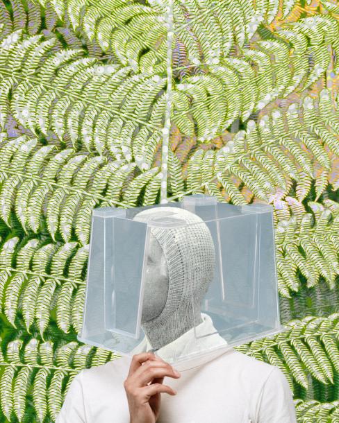 photomontage box head fern