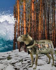 photomontage stubby remains